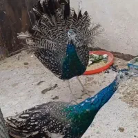 طاووس نر مصری ۷ماهه|پرنده|مشهد, رده|دیوار