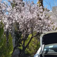 باغ-شیراز