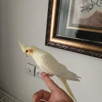 جفت مولد استثنایی