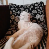 گربه اسکاتیش