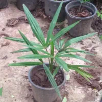 پالم واشنگتن