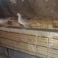 کبوتر مایا اویناخ
