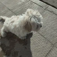 تیریر ۴ ماه|سگ|شاهین‌شهر, فردوسی|دیوار