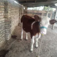 گوساله سیمینتال ماده جنس بالا حدود7ماهه|حیوانات مزرعه|گمیشان, |دیوار