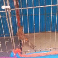 قناری نر ۴۵۰|پرنده|قم, شهرک امام حسین|دیوار