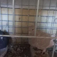 کفتر دم سفید|پرنده|شاهین‌شهر, شهرک گلدیس|دیوار