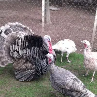 بوقلمون نر و جوجه اردک محلی فومن|حیوانات مزرعه|ماکلوان, |دیوار