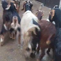 بز با بزغاله درشت