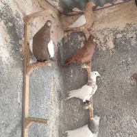 کفتر رنگه|پرنده|مشهد, کارمندان دوم|دیوار