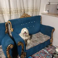 سگ پشمالو سفید