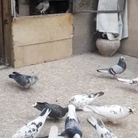 کبوترکفتر گمشده|حیوانات|تهران, نعمت‌آباد|دیوار