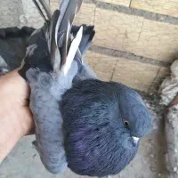 سرول لیمویی|پرنده|قشلاق دشت, |دیوار