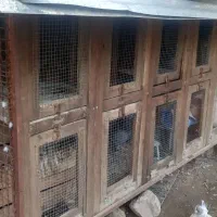 جفتگاه کبوتر