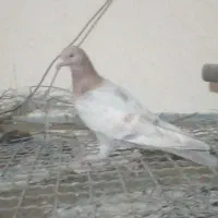 کفتر دوتا ماده