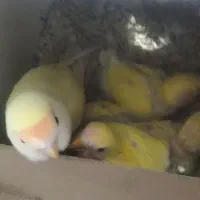 دو جفت طوطی برزیلی مولد