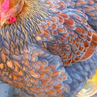 جوجه گلین پنگوئنی  ویاندوت سیلور ایام سمانی|حیوانات مزرعه|پاکدشت, پاکدشت (مامازند)|دیوار