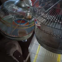 قفس ترقه دوتا معاوضه|لوازم جانبی حیوانات|سمیرم, |دیوار