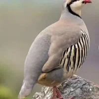 جوجه بلدرچین کوهی خروس