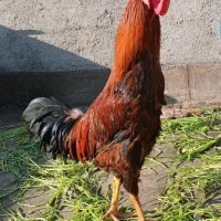 خروس جوان فروشی