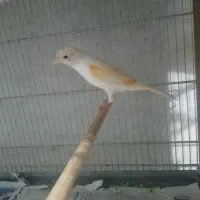 قناری ماده آماده آماده کوضه کوضه