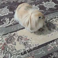 فروش دو خرگوش لوپ و لوپ جرسی|موش و خرگوش|بوشهر, |دیوار