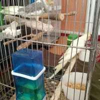 فروش عروس هلندی مولد|پرنده|تهران, شهرک رضویه|دیوار