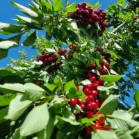 فروش نهال اصلاح شد با کیفیت