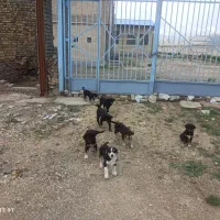 واگذاری تعدادی توله سگ به صورت رایگان