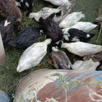 اردک|حیوانات مزرعه|زابل, |دیوار