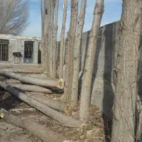 خریدار درخت سرپا وچوب خشک|خدمات باغبانی و درختکاری|اردبیل, |دیوار