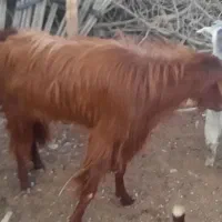 کهر نر موجوده هر کی خواست تماس بگیره