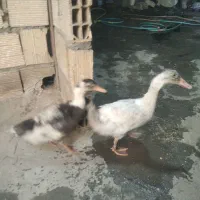 اردک