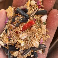 دان ویژه مرغ مینا ، کبوتر ، قناری ، مرغ عشق و طوطی|لوازم جانبی حیوانات|شهرضا, |دیوار