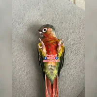 گرینچیک دستی چلوندنی