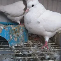 کبوتر|پرنده|شوشتر, |دیوار