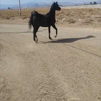 فروش اسب