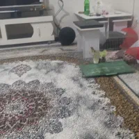 قناری مست مست