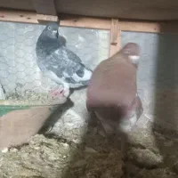 کبوتر رنگه|پرنده|مشهد, ویلاشهر|دیوار