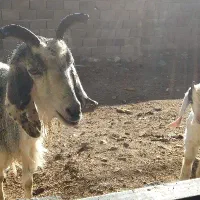 فروش بزوبزغاله|حیوانات مزرعه|جعفرآباد, |دیوار