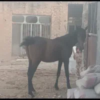 کره مادیان