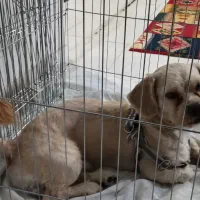 سگ پا کوتاه