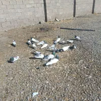 کبوتر|پرنده|لیلان, |دیوار