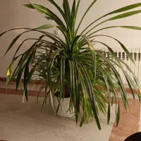 گیاه پاندانوس(برگ خنجری)