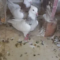 ۴ عدد طوقی بدون غلط