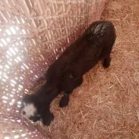 بره شیری درجه یک افشار