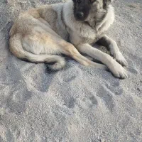 سگ دزدیده شده|سگ|خانمیرزا, |دیوار