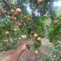 فروش انار
