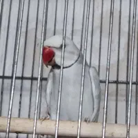 طوطی ملنگو مولد