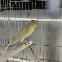 قناری|پرنده|قشم, |دیوار