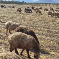 ۱۲۰ راس میش داشتی|حیوانات مزرعه|شیراز, حومه شیراز|دیوار